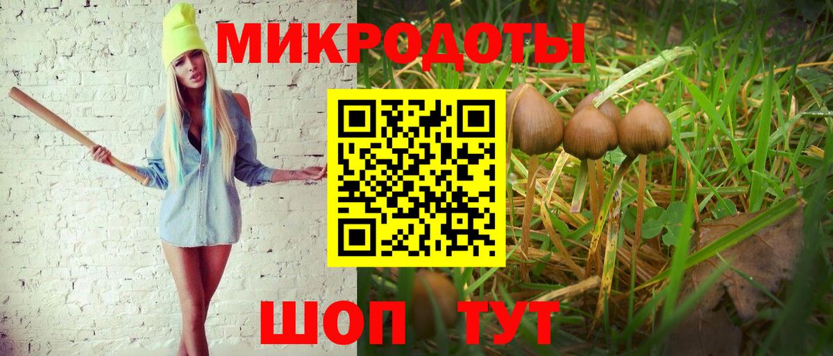 Псилоцибиновые грибы Psilocybine cubensis Владимир